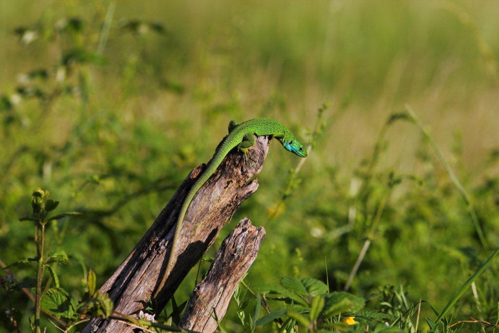 Podarcis e L.bilineata insieme al sole